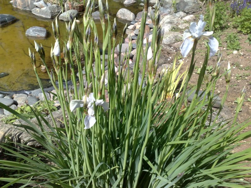 Iris sibirica  Ирис сибирский белый