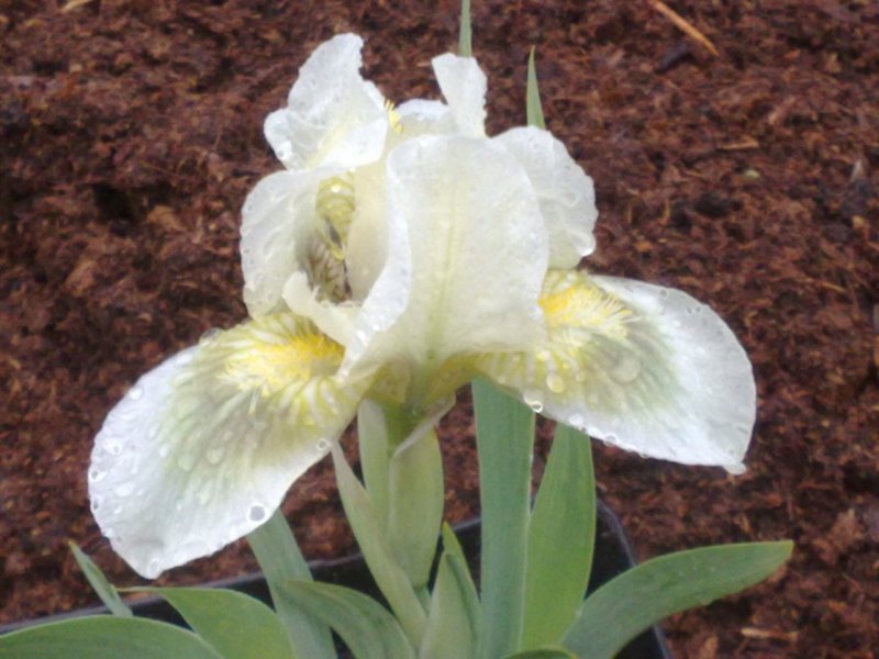 Iris pumila 'Green Spot'