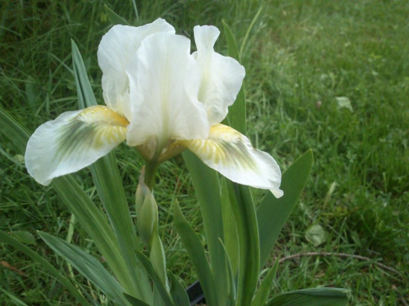 Iris pumila 'Green Spot'
