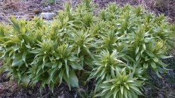 Fritillaria imperialis 'Lutea' Рябчик императорский