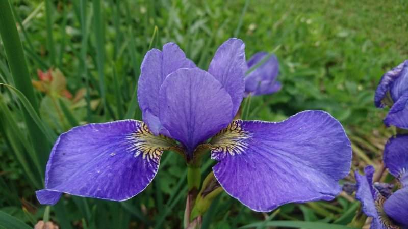 Iris sibirica `Silver Edge`Ирис сибирский