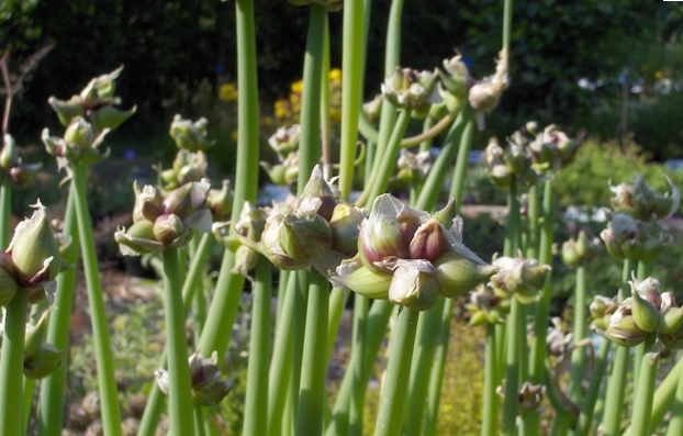 Allium x proliferum Лук многоярусный
