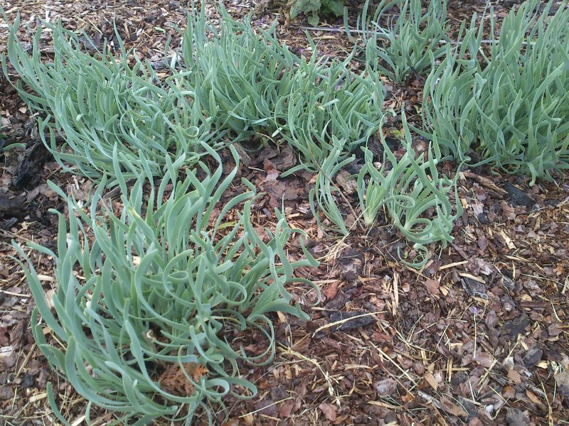 Allium senescens ssp glaucum