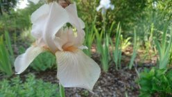 Iris x germanica ’Orange Petals’ Aediiris