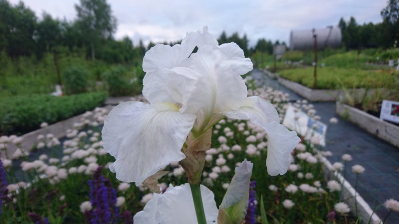 Iris germanica ‘Immortality’ Saksankurjenmiekka