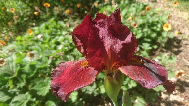 Iris x germanica ’Fabulous Jeanette’ Saksankurjenmiekka