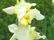Iris flavescens Ирис