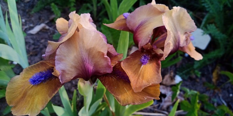 Iris pumila ’Dacota' Pikkukurjenmiekka