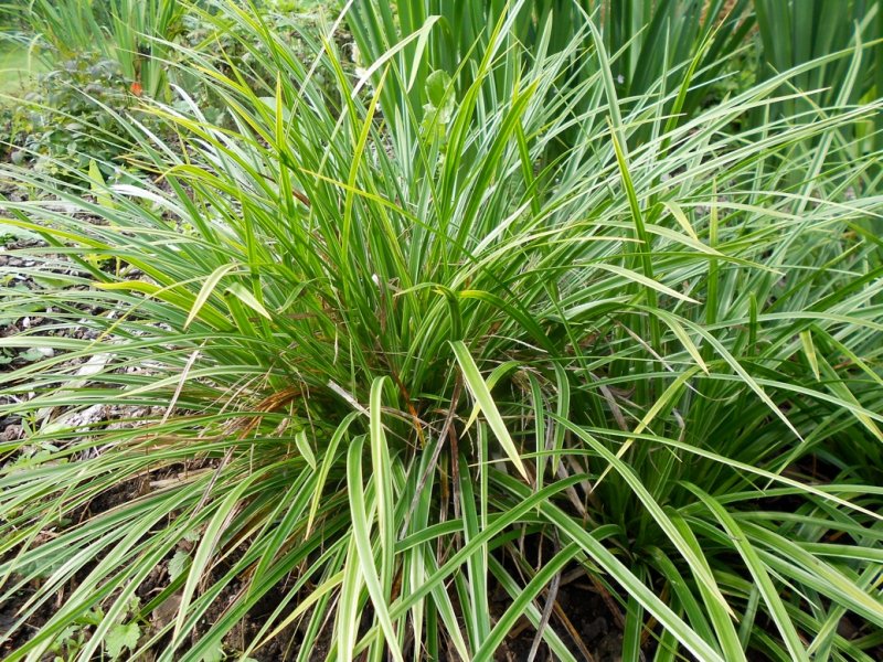 Carex morrowii 'Variegata' Осока морроу