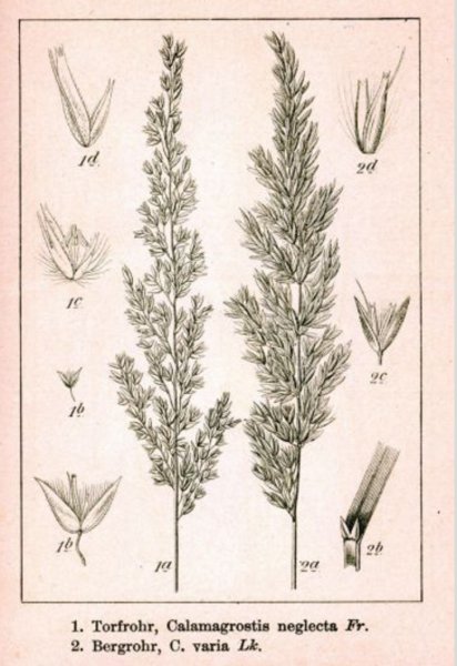 Calamagrostis varia Gotlanninkastikka