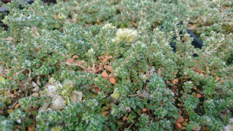 Paronychia kapela ssp.serpyllifolia Liivateelehine küüsnelk