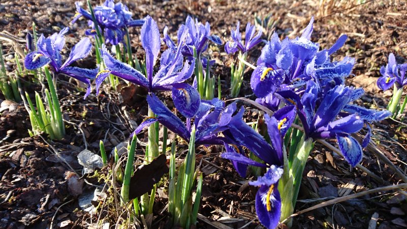 Iris reticulata ‘Harmony’ Kevätkurjenmiekka