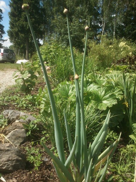 Allium pskemense Pskeemi lauk