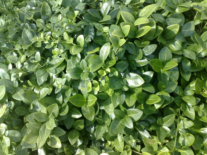 Vinca minor 'Grüner Teppich' Pikkutalvio