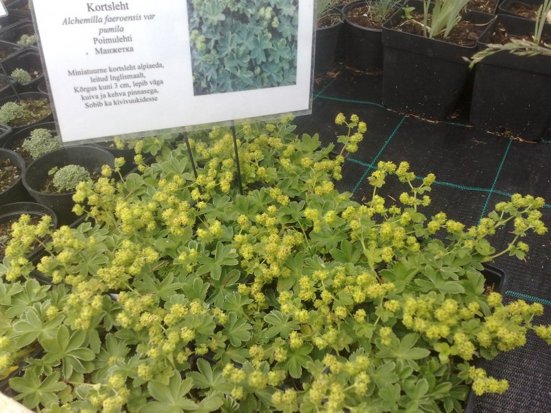 Alchemilla faeroensis var pumila Манжетка