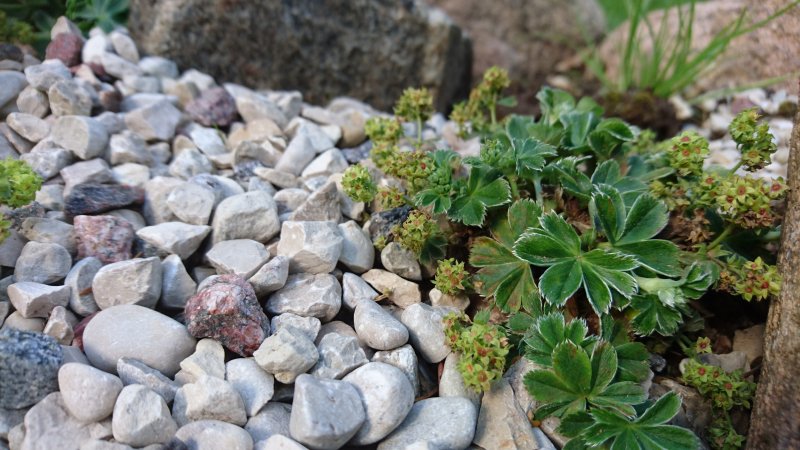 Alchemilla faeroensis var pumila Fääri kortsleht