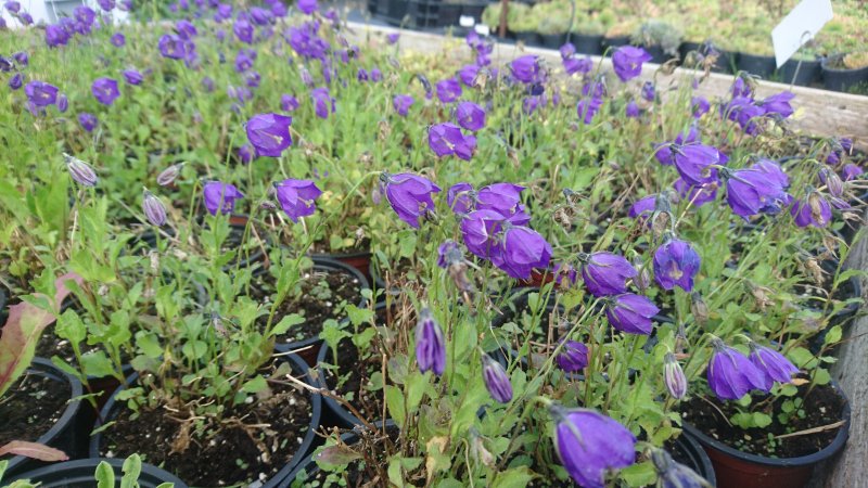 Campanula pulloides  'G.F.Wilson'