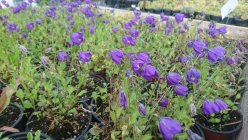 Campanula pulloides  'G.F.Wilson' Kолокольчик