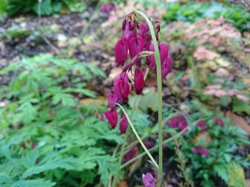 Dicentra formosa 'Bacchanal'