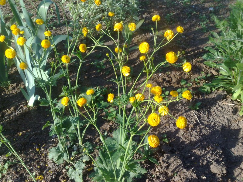 Ranunculus acris ‘Multiplex’ Лютик едкий