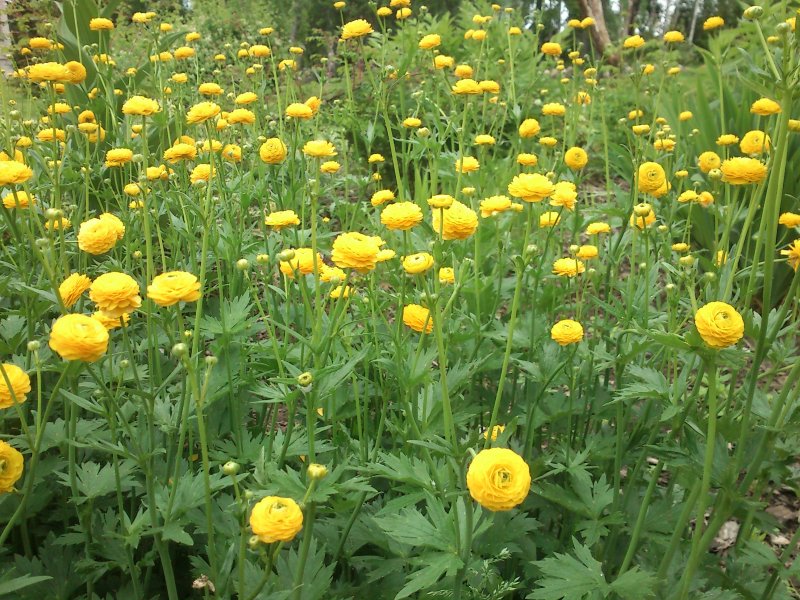 Ranunculus acris ‘Multiplex’ Лютик едкий