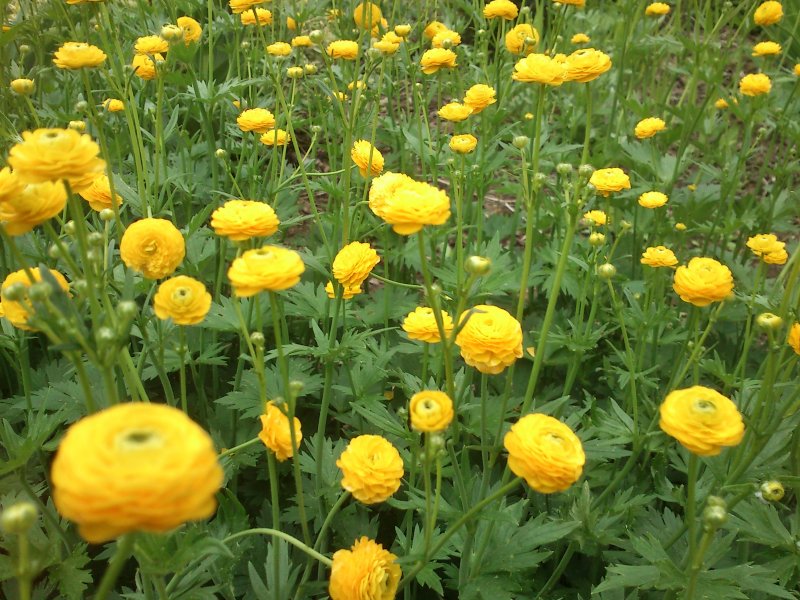 Ranunculus acris ‘Multiplex’ Лютик едкий