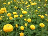 Ranunculus acris ‘Multiplex’ Nappiniityleinikki