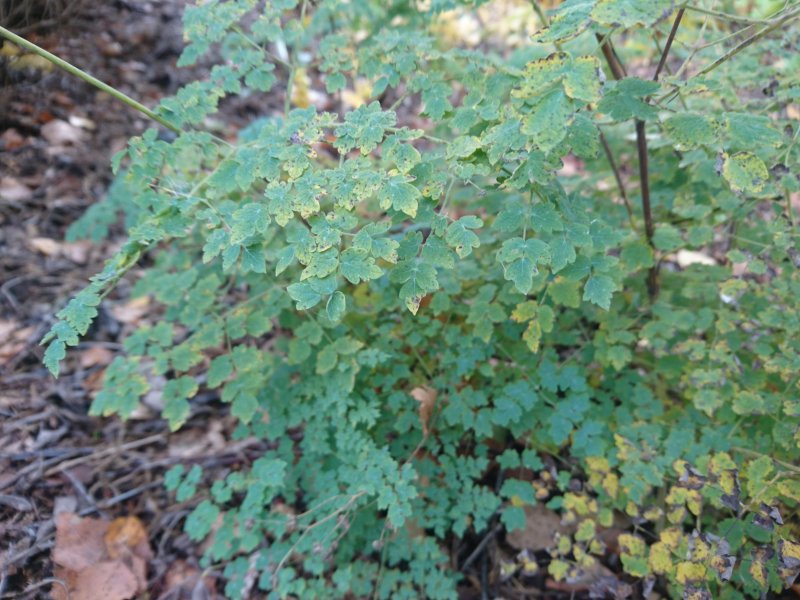 Thalictrum minus adiantifolium