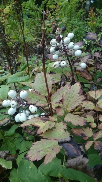 Actaea rubra forma neglecta Воронец красный