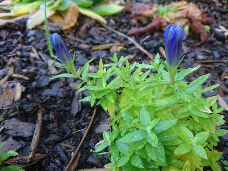 Gentiana x hybrida 'Luis Easy Blue' Emajuur