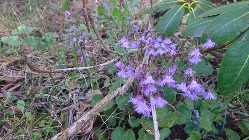 Soldanella montana