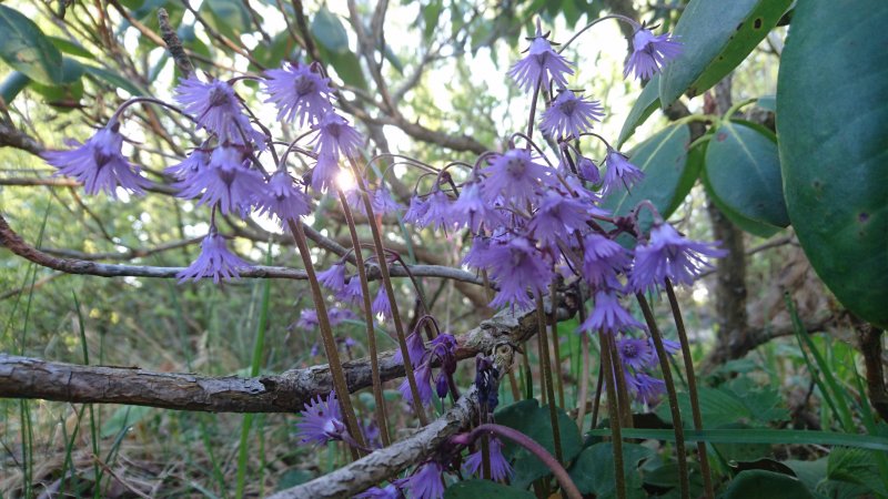 Soldanella montana Mägisoldanell