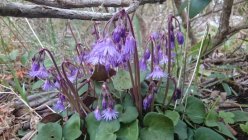 Soldanella montana