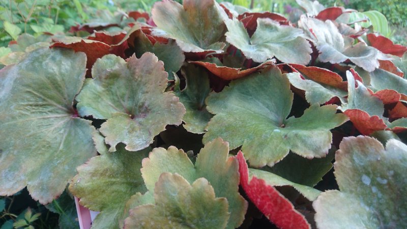 Saxifraga cortusifolia 'Rubrifolia' kortuusilehine kivirik