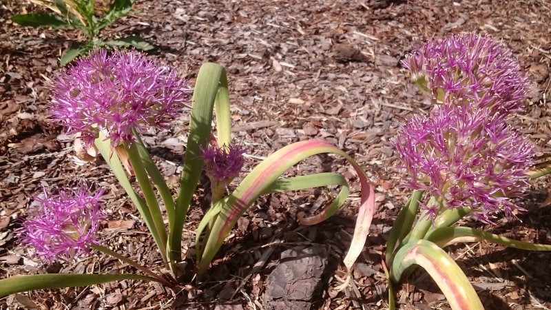 Allium platycaule