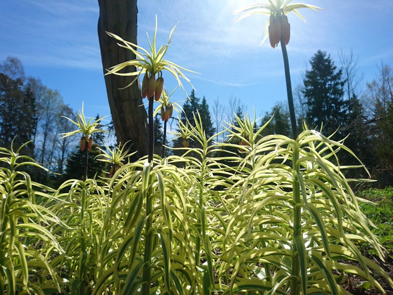 Fritillaria imperialis 'Aureomarginata' Harilik püvilill e keisrikroon