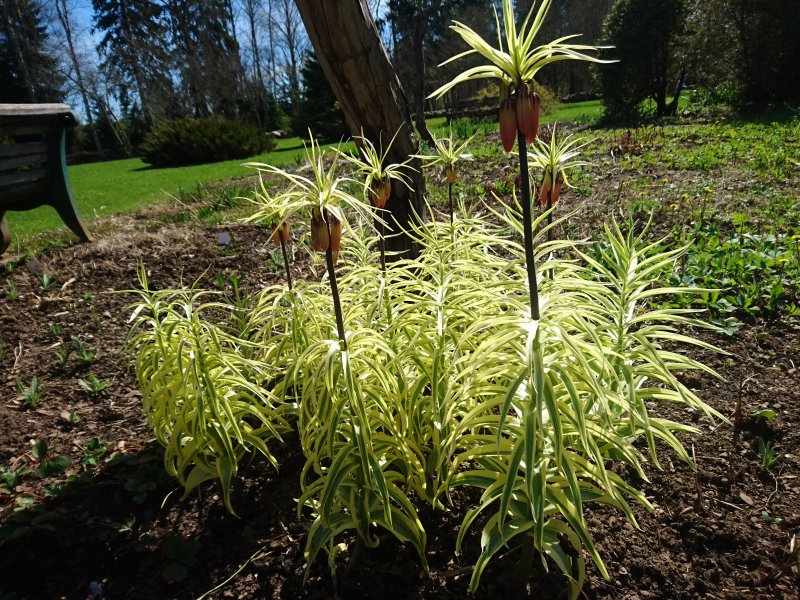 Fritillaria imperialis 'Aureomarginata' Рябчик императорский