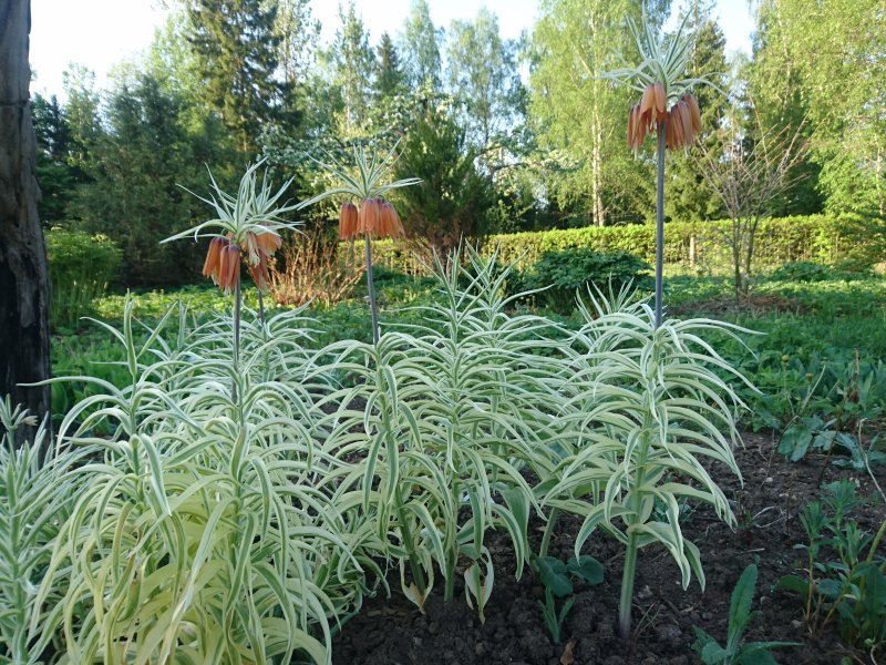 Fritillaria imperialis 'Aureomarginata' Harilik püvilill e keisrikroon