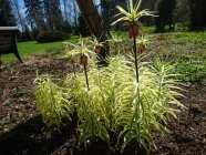 Fritillaria imperialis 'Aureomarginata' Harilik püvilill e keisrikroon