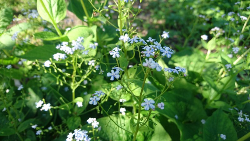 Brunnera macrophylla 'Starry Eyes' Suurelehine brunnera