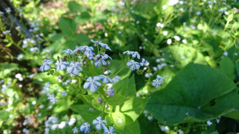 Brunnera macrophylla 'Starry Eyes' Suurelehine brunnera