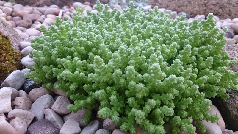 Sedum acre 'Minus' Harilik kukehari