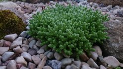 Sedum acre 'Minus' Harilik kukehari