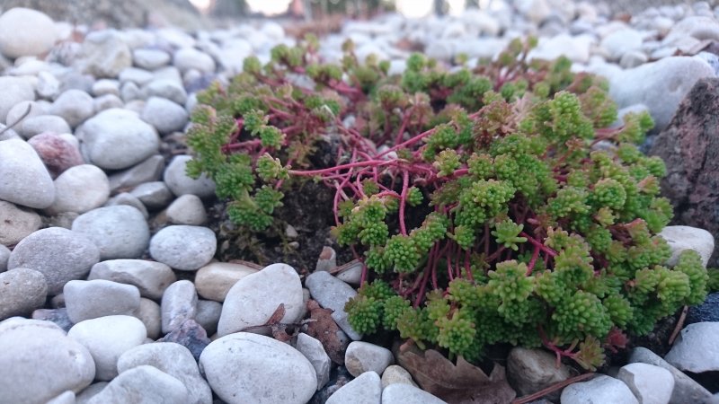 Sedum lydium Lyydianmaksaruoho