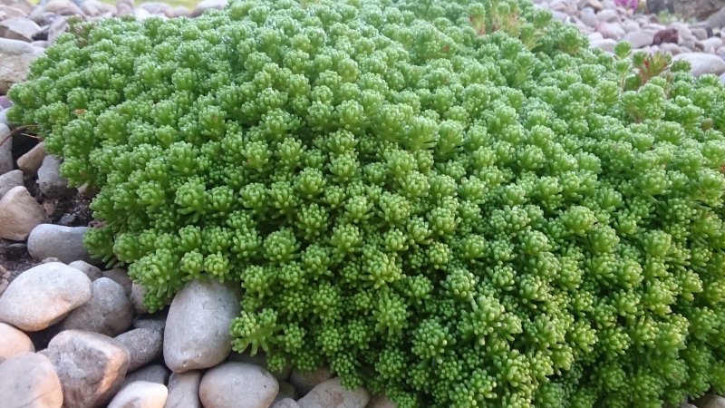 Sedum lydium Lyydianmaksaruoho