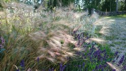 Hordeum jubatum