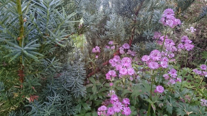 Astrantia 'Star of Beauty'