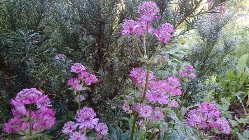 Astrantia 'Star of Beauty'