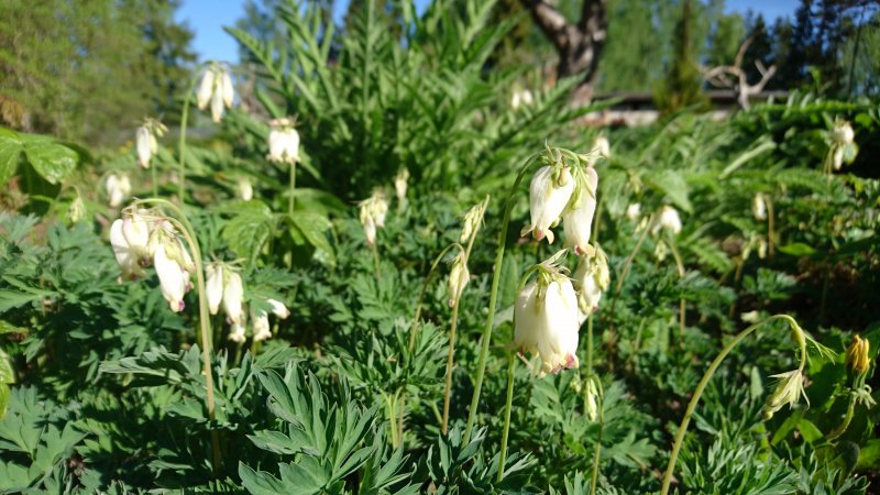 Dicentra formosa 'Aurora'