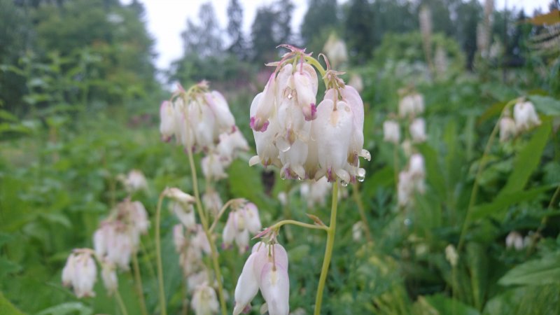 Dicentra formosa 'Aurora'